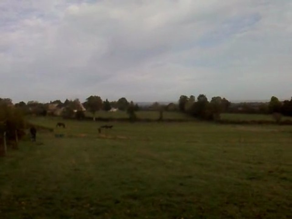les chevaux dans le grand pré