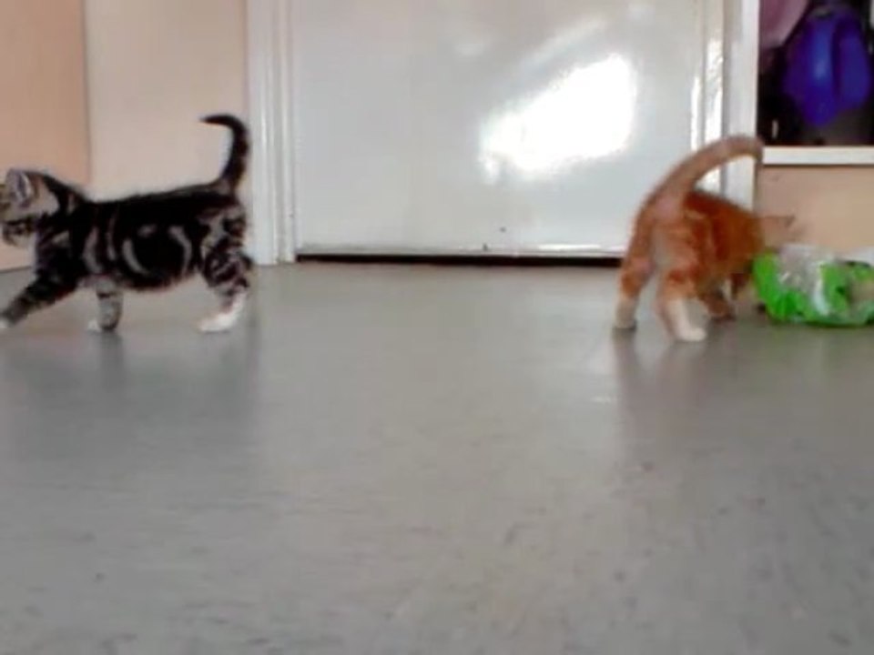 kittens playing