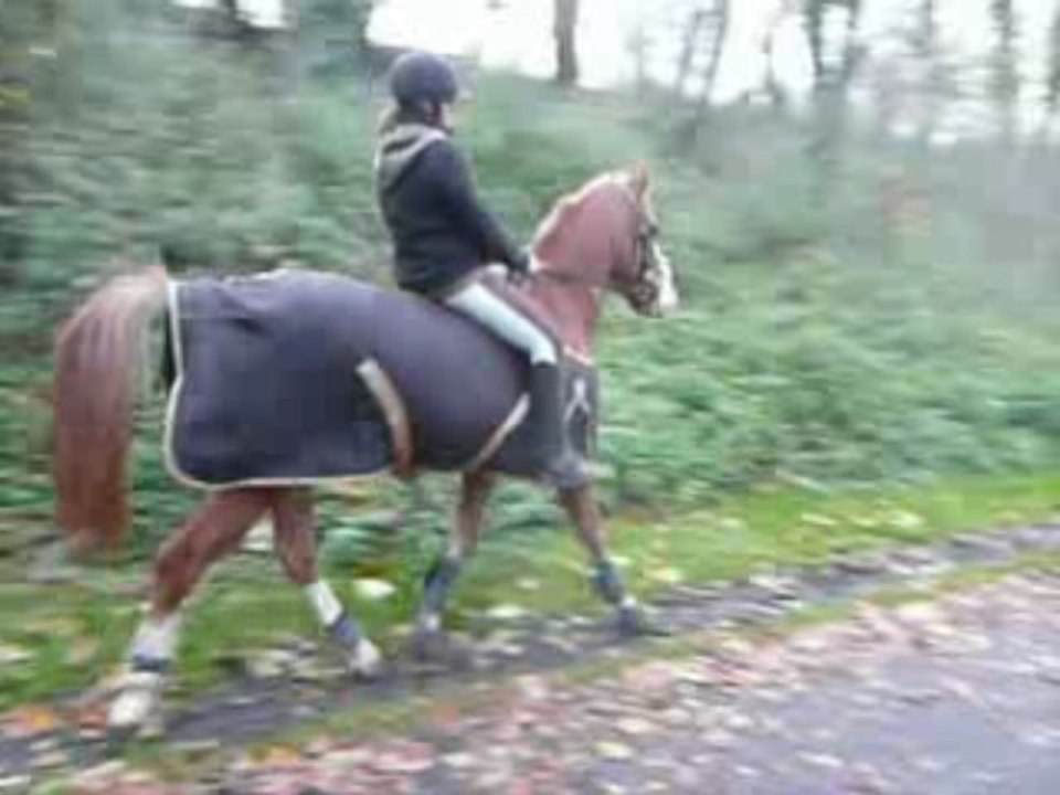 Vidéo de mon cheval