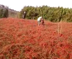 Les Saltos dans les Beauux Buissons Rouges :D