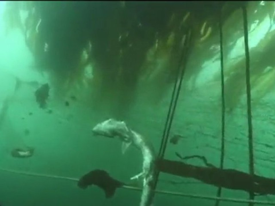 Puget Sound Matters: Derelict nets