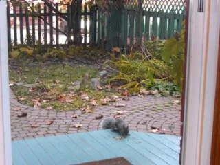 Les écureuils à Montréal et ptit Garou