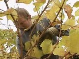 Climate change is proving beneficial for English winemakers
