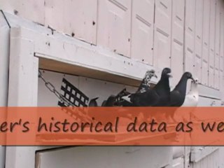 Pigeon Pals Daily Racing Club News 113  2x Trigger