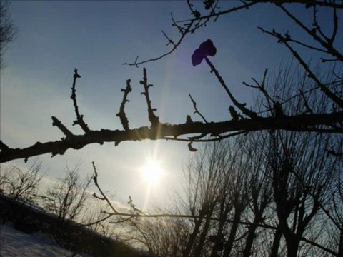 Emilie claire barlow Jardin d'hiver