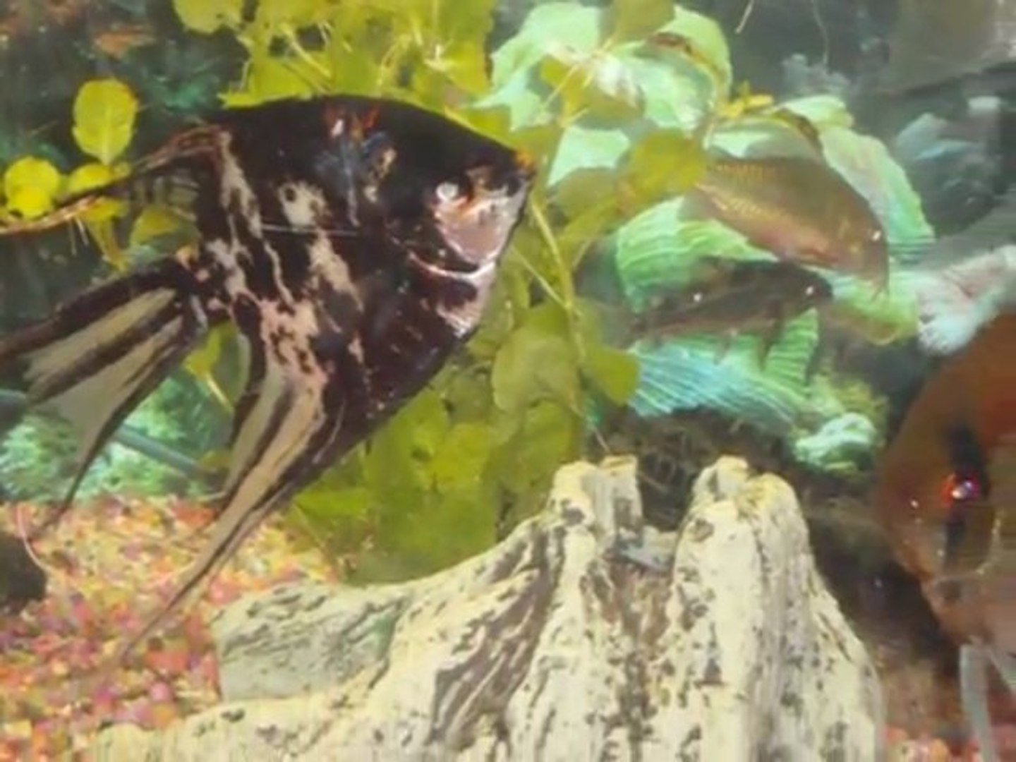 ⁣notre aquarium
