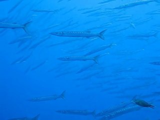 Barracudas de la Gabiniere , Port-Cros, France