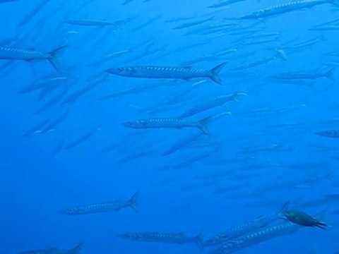 Barracudas de la Gabiniere , Port-Cros, France