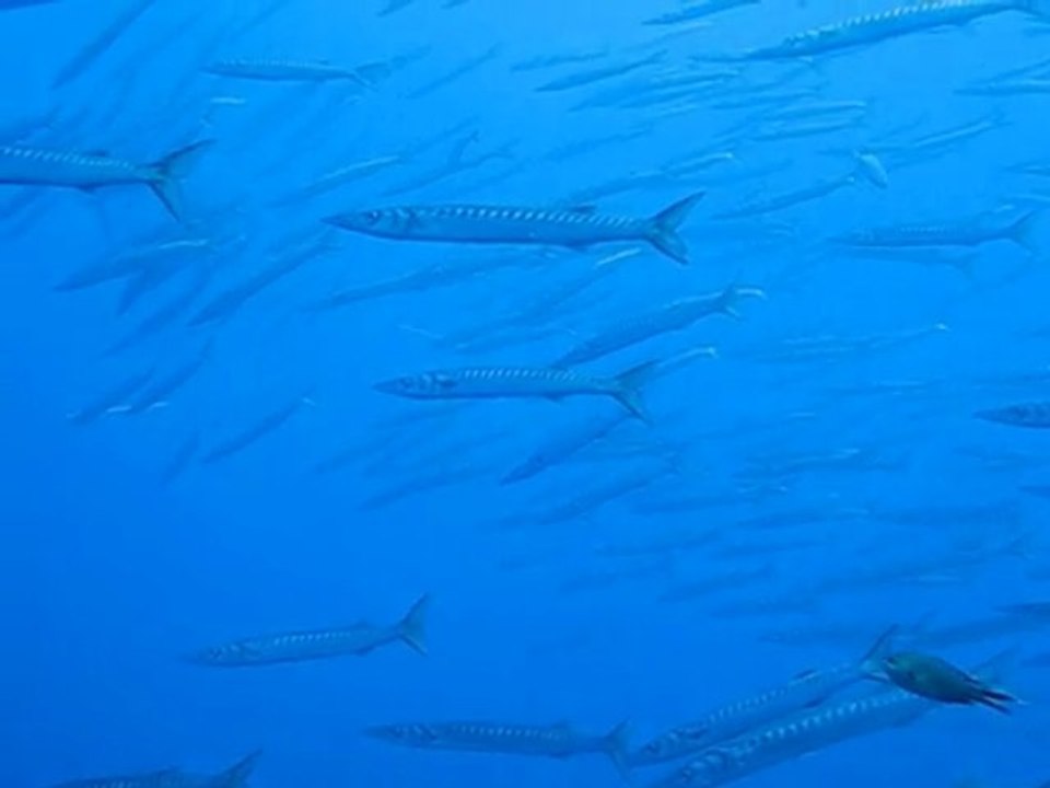 Barracudas de la Gabiniere , Port-Cros, France