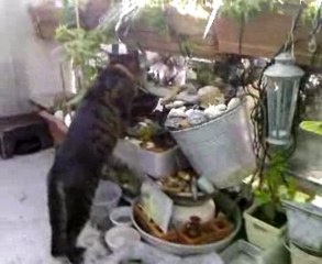 le chat neko se desaltere dans une fontaine de ma creation