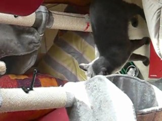 Aramis et l'arbre à chats