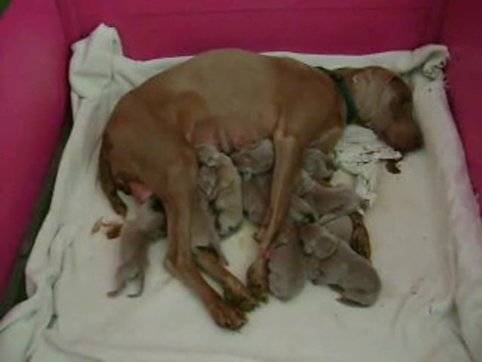 Chiots de Valdor