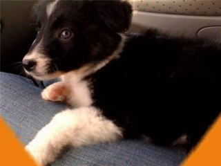 arrivée Ewes son original