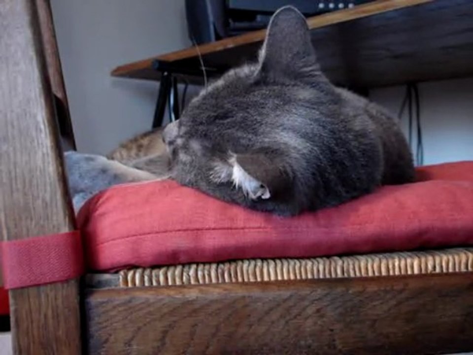 If I were A cat - Si j'étais un chat...