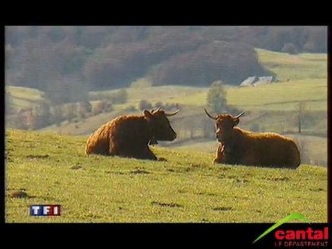 l'Acajou des Volcans (Riom es Montagnes)