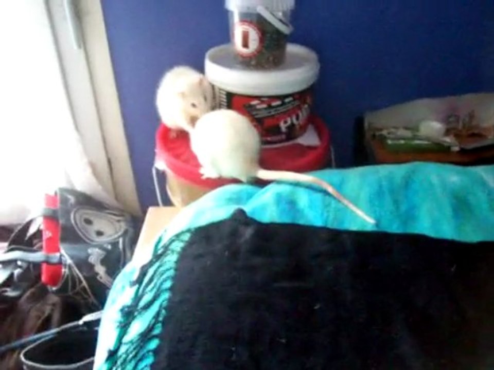 Intégration Tsukiyo/Sharingan/Mystère n°2