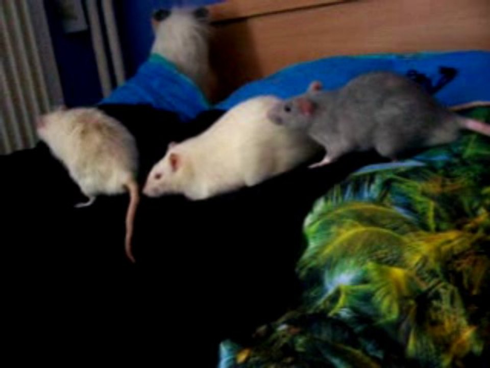 Intégration Tsukiyo/Sharingan/Mystère n°3