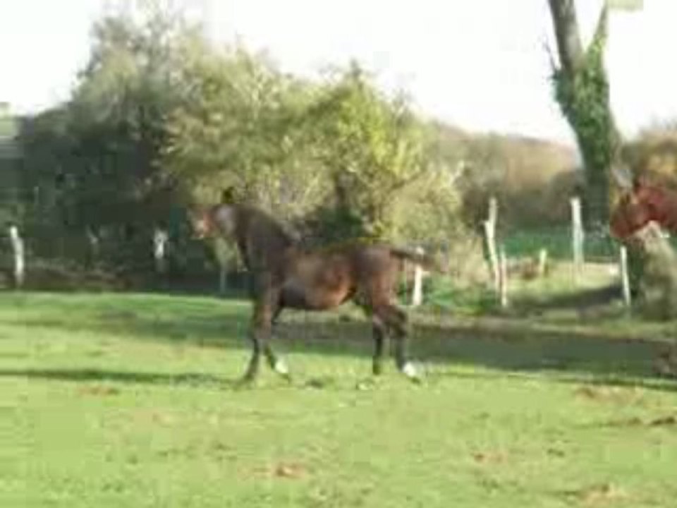 Viktoria SF pouliche a vendre par Lotus XV