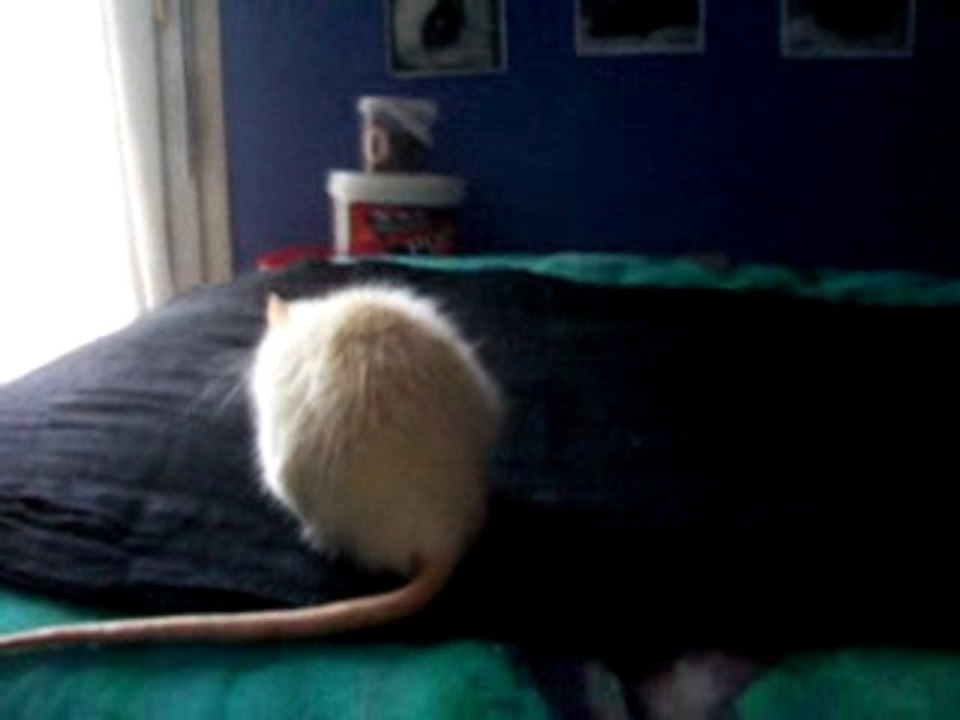 Intégration Tsukiyo/Sharingan/Mystère n°6