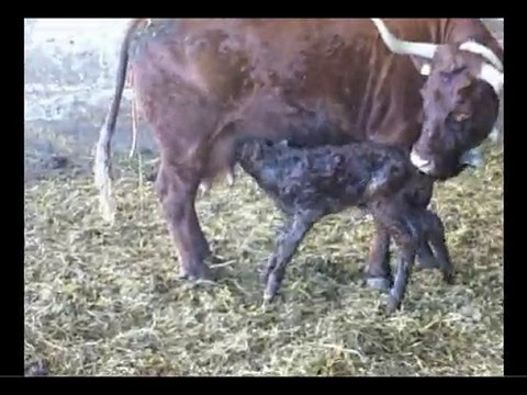 Calving at Salers' Breeding in Livradois