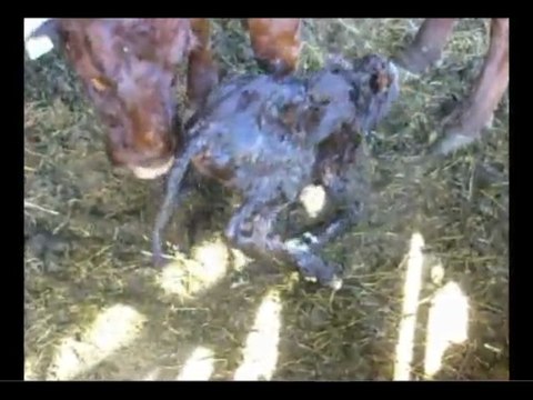 Um nach Salers Zucht im Livradois zu kalben