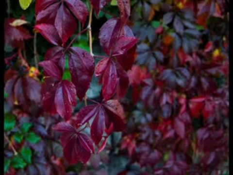 sevemedim kara gözlüm