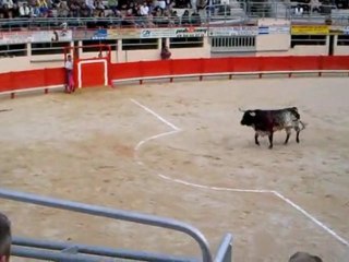 Toro de Rocio de Camara très encasté à St Martin de Crau