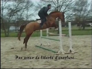 combinaison ideale pour travail du poulain a l'obstacle