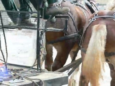 attelage-paire-cheveaux-plateau-agricole-nov-2009