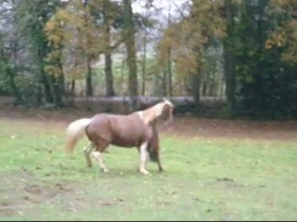 Poneys, shetlands... En Forme !!