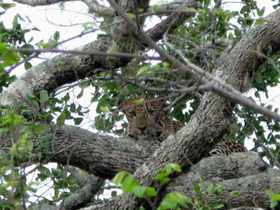 Sri Lanka -Yala (Safari)