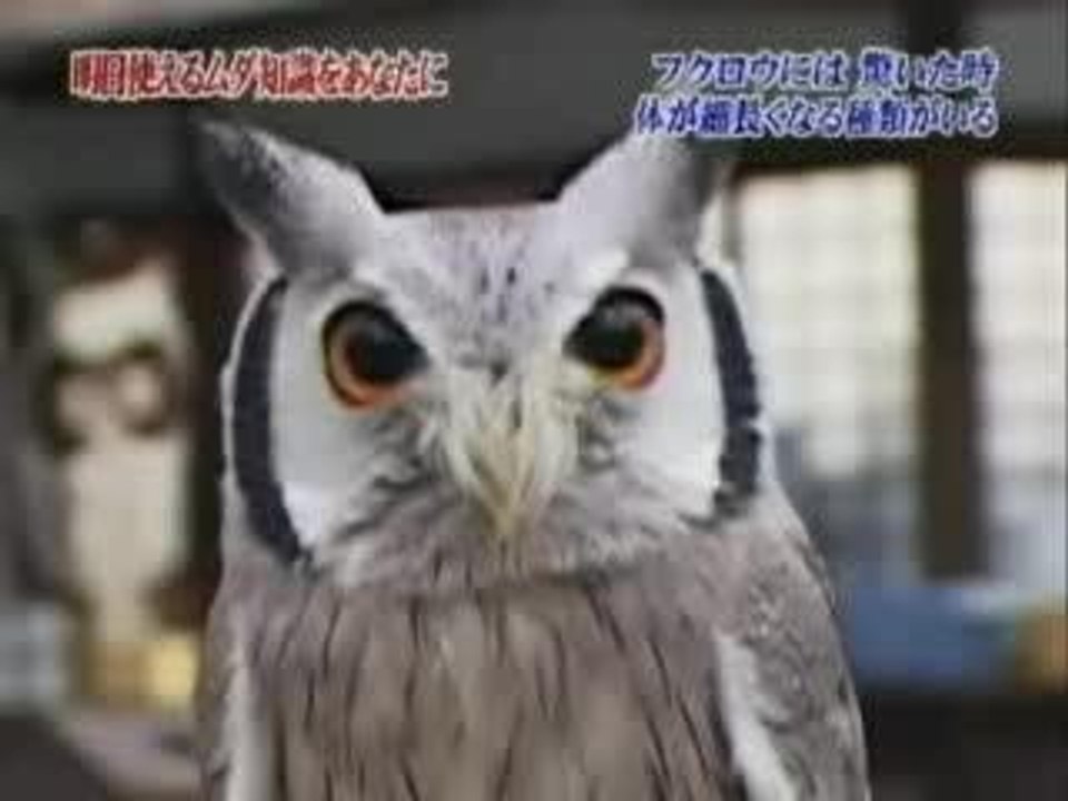 Un hibou qui à peur