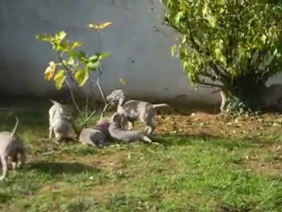 Dans le jardin (suite)