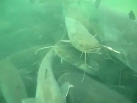 Le mystère des boules de silures