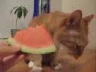 chat qui mange de la pastèque