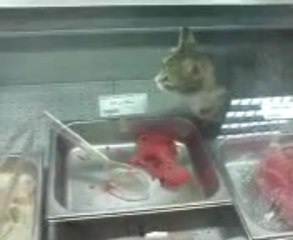 chat qui mange dans un supermarché