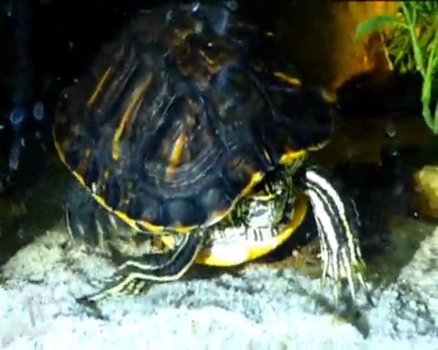 comportement etrange de ma trachemys