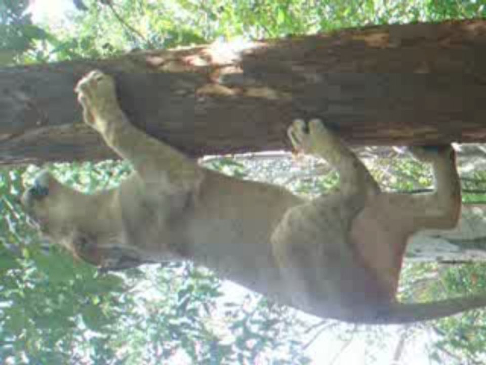lionne h7