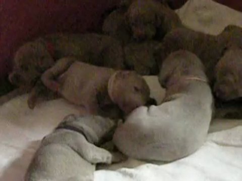 chiots de Vanda et Valdor (premiers jeux)