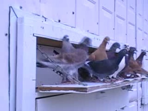 Pigeon Pals Daily Racing Club News 115 Cisco aGoGo