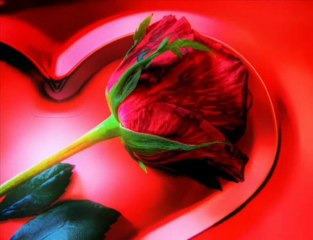 Mustafa Ceceli-Karanfil