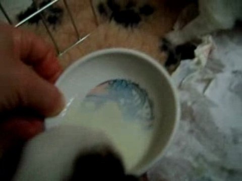 Leur 1er repas J. 19