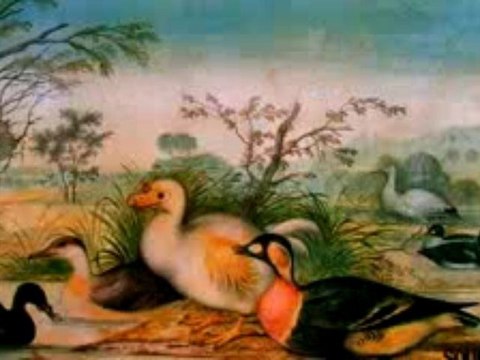 Faunes et flores de la Réunion ( sak napu)