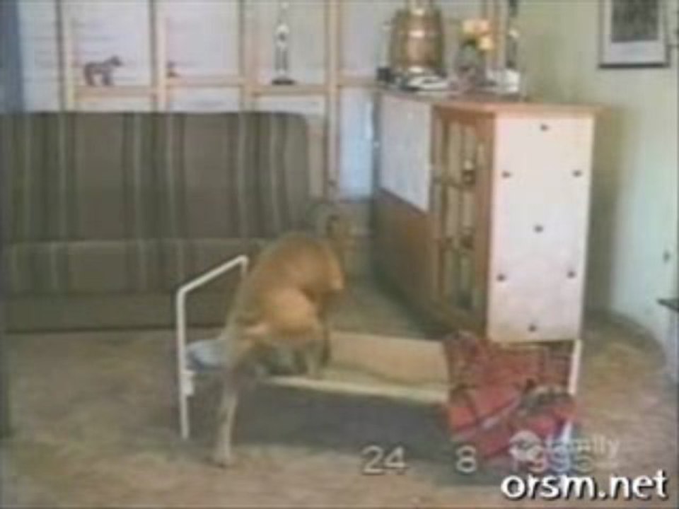 chien intelligent