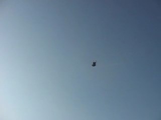 Dişi Mavi (Eke kuş)