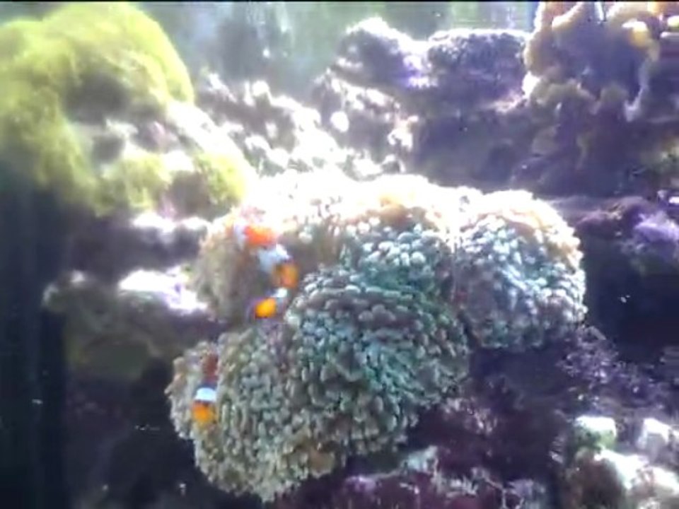 flaque
