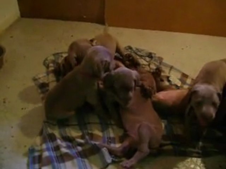 Chiots de Vanda et Valdor(suite)