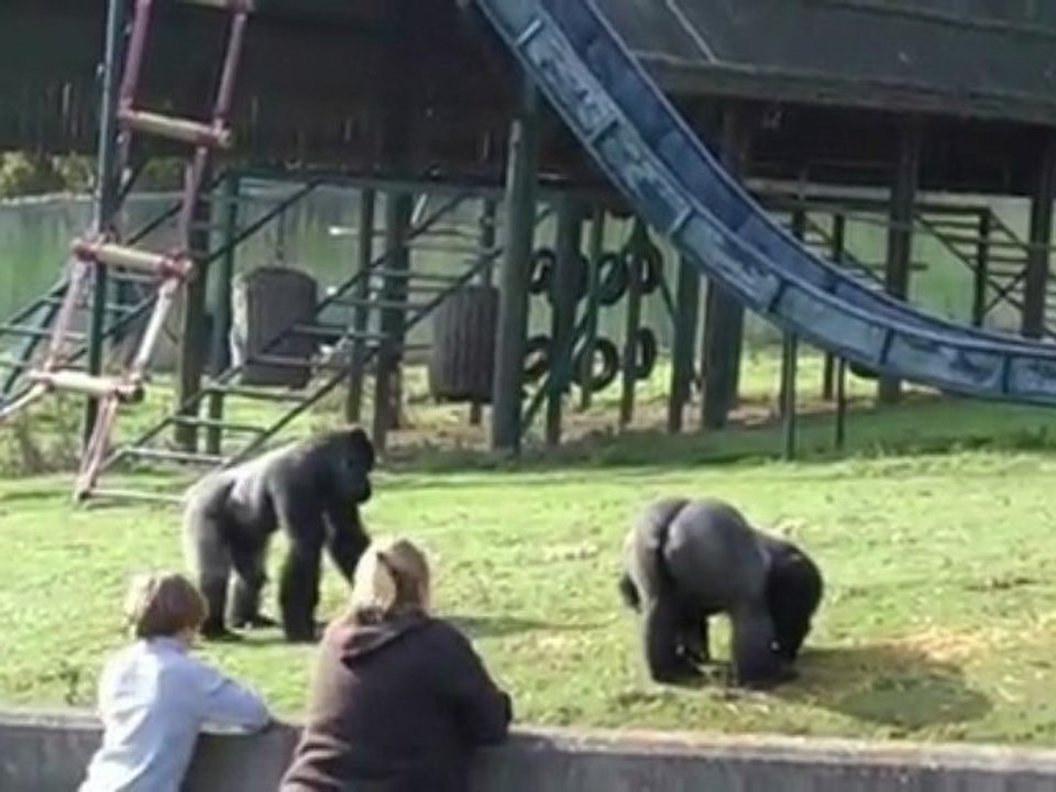 Mooning Gorilla Stops Trapped Wind & Bloating