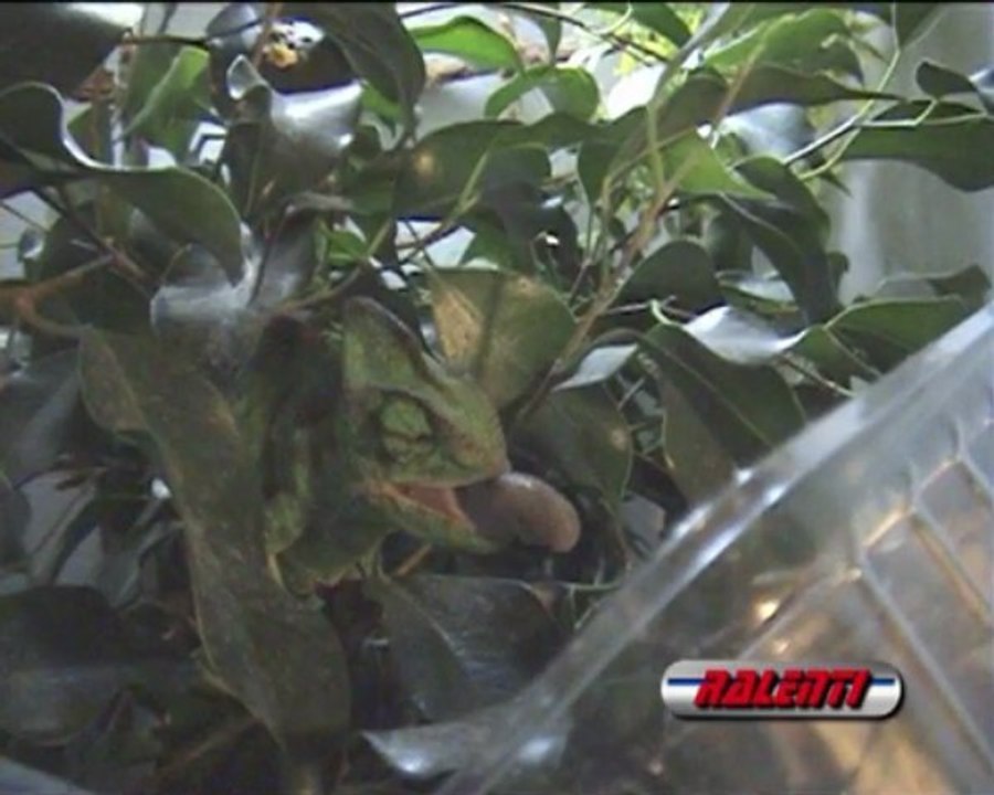 caméléon qui mange un grillon