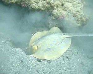 SEICHE PHARAON  RAIE PASTENAGUE  1